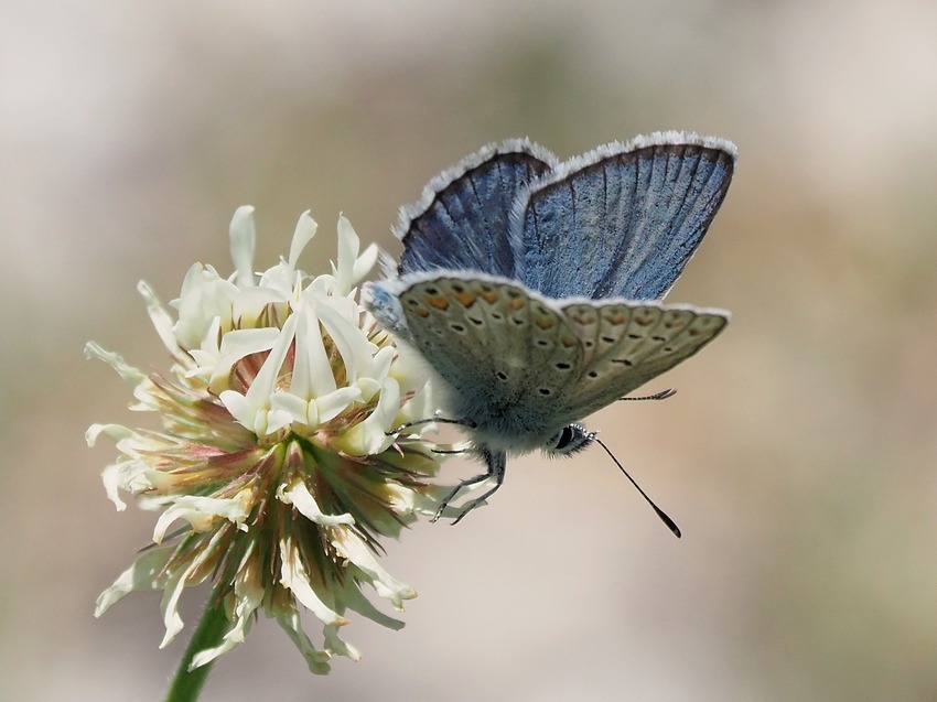 un p di specie montane, fra Lazio e Umbria